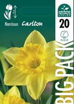 Narcizai Big Pack Carlton