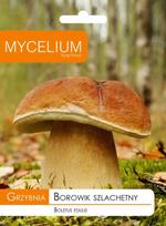 Valgomųjų baravykų micelis Mycelium