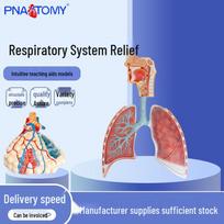 Human Respiratory System 2-Part Anatomical Model for Lung Anatomy Relief 53 x 35 x 6 cm blue