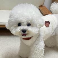 Autumn pet clothes Teddy Bichon Pomeranian small dog cat Yorkshire Schnauzer poodle dog autumn and winter clothing L back length 35cm (recommended 8-10 pounds) gray