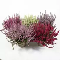 Vienmetis augalas, VIRŽIS Garden Girls, vazono skersmuo 10 cm