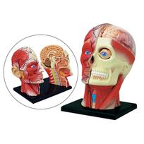 4D Assembled Humans Skeleton Model, Exploded Teaching Sciences Head, beige