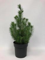 Italinė pušis vazone, Ø 17, 50 cm, lot. PINUS PINEA SILVER CREST