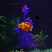 Ryškus dirbtinis akvariumo žuvies papuošalas, realistiškas gupijos dizainas, patvarus silikonas, puikiai tinka namų dekoravimui blue