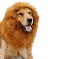 Dog Lion Mane Costume Headpiece With Tail Optional Halloween Pet Dress Up Party Cosplay Headpiece Tail S No Ears