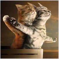 Diamond Embroidery Animals Cartoon Diy Painting Cross Stitch Kits Diamond Mosaic Titanic Cat Crystal Embroidery Needlework Full Round 30X30CM beige