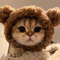 Pet Lion Mane Wig: Funny Halloween Costume Headgear for Cats & Dogs M [32CM] (recommended for 7-13 lbs) brown