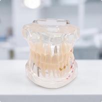 Oral Study Model with 32Piece Tooth Set | Soft Gingivae, High translucency, Typodont Model, for beige
