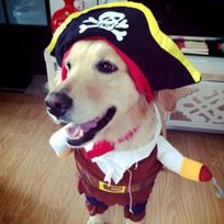 Pet Pirate Transformation Dog Clothes Set Pirate Transformation Teddy Dog Clothes Halloween Costumes M 15kg