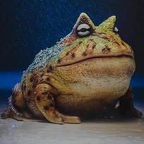 1PC Simulation Frog Resin Crafts Ornament Garden Garden Art Decoration Crafts Outdoor gray