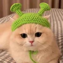 Pet Headgear Cat Dog Knitted Hat Props Headgear Funny Transformation Clothing Wholesale Small Flower Seedling Headgear M yellow