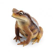 Tree Frog Figurine Realistic Toad Statue Sculpture Ornament Decoration Kids Educational Simulation Wild Animal Model Toy Gift beige