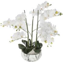 Dirbtinė orchidėja, 65 cm, cemento-marmuro vazonas