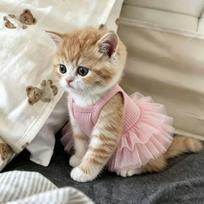 Pavasariniai ir vasariniai augintinių drabužiai, kvėpuojanti ir vėsi liemenė, šuns ir katės suknelė, šunų drabužiai Teddy, Bichon, Pomeranijos XS recommended 1-2 pounds
