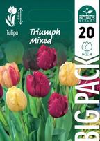 Tulpės Big Pack Mix Triumph