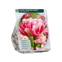 Tulpių svogūnėliai, lot. TULIPA DUBBEL CRISPION SWEET, 10 vnt