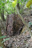 Tragopan Camo maskuojantis tinklas ruduo 3x3 m