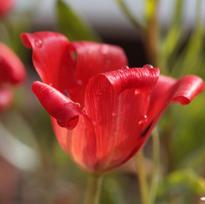 Svogūnėliai Botaninė tulpė Linifolia - 50 vnt.