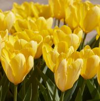 Svogūnėliai Tulpė „Yellow Purissima“ - 50 vnt.