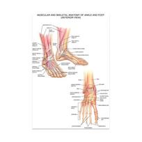 Anatominės raumenų sistemos plakatas Žmogaus kūno anatomijos diagrama Medicininė mokomoji drobė mokyklos dekoravimui 30x45cm