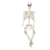Judinamas skeletas, 165 cm