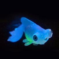 Šviečianti imitacija netikros auksinės žuvies medūzos papuošalai, silikoniniai cilindriniai rezervuarai Blue Goldfish No. 4