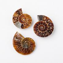 Price Natural Ammonite Fossil Conch Slice Pairs Snail for Pendant DIY Free ruda