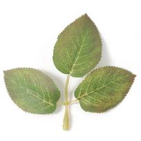 20Pcs Green Leaf Rose Artificial Leaves Home Room Decor for Wedding Decoration Bride Wrist Flowers Simulation Plant DIY Gift Box 20Pcs beige