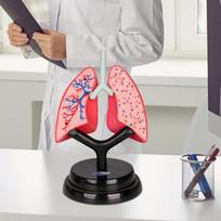 Respiratory System Model Body Parts Organs Realistic Teaching Tool, Human Lung for Children, gray