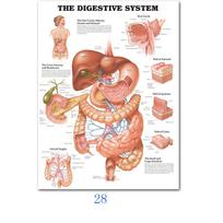 Raumenų sistemos plakatai Šilko audinio anatomijos diagrama Žmogaus kūno mokykla Medicinos mokslai Mokymo reikmenys Namų dekoravimas 20x30cm