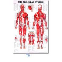 Raumenų sistemos plakatai Šilko audinio anatomijos diagrama Žmogaus kūno mokykla Medicinos mokslai Mokymo reikmenys Namų dekoravimas 20x30cm red