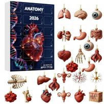 2026 Human Anatomy Advent Calendar Blind Box - 24 Organ Ornaments 2