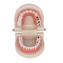 Early Childhood Education Brushing Model Oral Teaching Tooth Model Large Simulation Tooth Model Montessori Teaching Tool beige