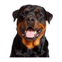Rottweiler šuns vinilinė lipdukas Gyvūno lipdukas Vandeniui atsparūs priedai Automobilio stilius Automobilio priedai JM24 24.5x30cm