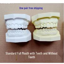 Standartinis dantų lankas Gipso modelis: Pilnas žandikaulis su 28 dantimis White Full Mouth 28 Tooth Plaster Model white
