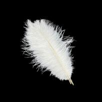 10Pcs 15-20cm Ostrich Feathers Table Accessories Stage Props Ostrich Plumes DIY Carnival Plumas Decor Feather Accessories white
