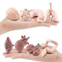 1 rinkinys Mini žmogaus organų modelis Simuliacija Mokslas Smegenys Širdis Figūrėlės Papuošalai One Size beige