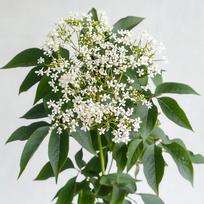 150 Graines de Sureau Noir (Sambucus Nigra)