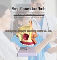 Nasal Cavity & ENT Anatomy Model: Comprehensive Oral and Nasal Structure with base 23*14*11CM gray