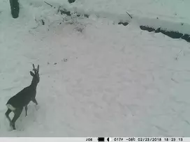 Medžioklės kamera PNI Hunting 350C 12MP su 3G internetu, SMS, nuotraukų siuntimu į telefoną, el. paštą, FTP, „Full HD“ 1080P, naktiniu matymu, 58 nematomais šviesos diodais gyvūnams