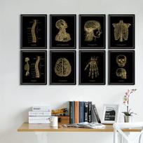 Anatomijos plakatas, 8 vnt, 7,87 x 11,8 colio / 20 x 30 cm – be rėmelių