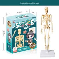 DIY Human Anatomy Skeleton Model Kit
