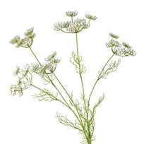 Beautiful Artificial Lace Flower Branch 5 Head Simulated Green Plants  Living Room Desktop balta