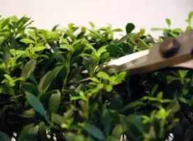 Okatsune 221 bonsai žirklės, 200 mm
