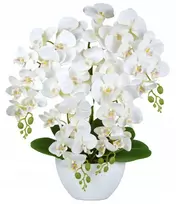 Dirbtinė orchidėja, didelės gėlės