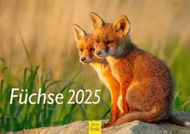 Edition Seidel Premium kalendorius Foxes 2025 Formatas Din A4 Sieninis kalendorius Gyvūnų kalendorius Lapės Gyvūnai Laukiniai gyvūnai Miško gyvūnai Plėšrūnai Gamta