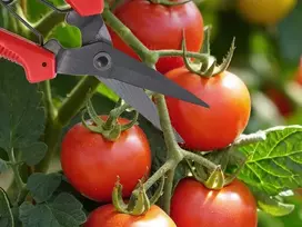Verk 11422 rankinės sodo žirklės