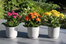 3 vnt. 13 cm skersmens vazonai, antracito spalvos