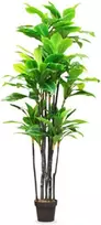 Bambukinė palmė 10 x Chamaedorea Seifrizii bambuko sėklų