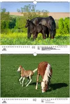 Foal Magic Din A3 kalendorius 2023 metams. Žirgai ir kumeliukai - Soul Magic, Kn2023-3w-0015-d-0